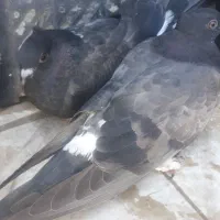 یه جفت جوجه کفتر نژاد دار|پرنده|آبدانان, |دیوار