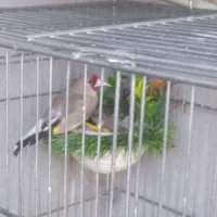 سهره جفتی کار داده