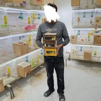 پاربلو کوتوله عروس قناری کفتر گرینچیک مرغ عشق فنچ|پرنده|مشهد, جوادیه|دیوار