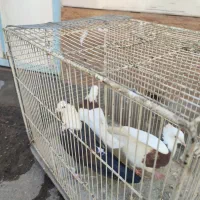 کفتر|پرنده|نیشابور, خیام|دیوار