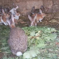 خرگوش|موش و خرگوش|دشت ذهاب, |دیوار