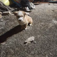 سگ پاکوتاه|سگ|ورامین, ورامین|دیوار