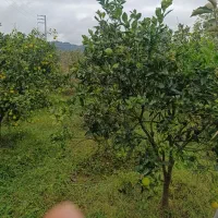 فروش فوری ۱/۹۰۰هزار متر باغ در جاده سلیمان آباد