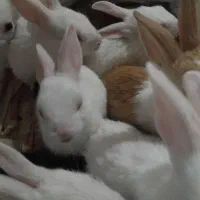 بچه خرگوش یکماه زیبا