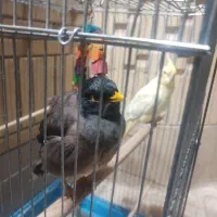 مرغ مینا سخنگو|پرنده|گراش, |دیوار