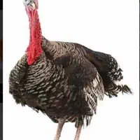 بوقلمون و قوغاز