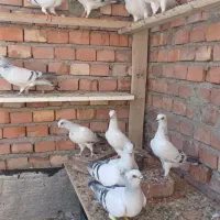 کبوتر