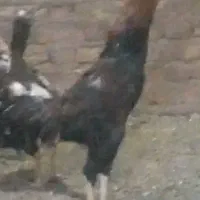 خروس لاری