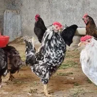 فروش مرغ و خروس گلین