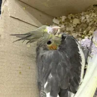 جوجه عروس هلندی  سرلاکی