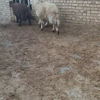 بره نر|حیوانات مزرعه|فیروزآباد (لرستان), |دیوار