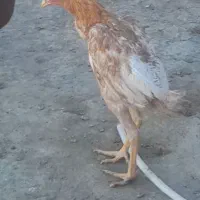 سلام‌یک‌مرغ‌لاری