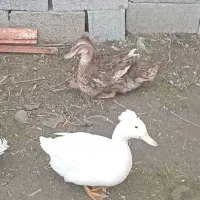 ۴ عدد اردک کاکلی نژاد دار.کاکل درشت وزیبا|حیوانات مزرعه|آستانه اشرفیه, |دیوار