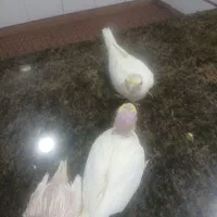 دو عدد جوجه لتینو یک ماه دارن هنوز پیش  پدرومادر