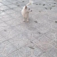 سگ خانگی بازیگوش|سگ|سنقر, |دیوار