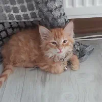 بچه گربه پرشین ماده