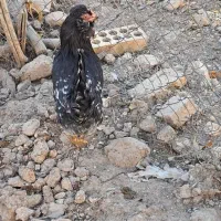 مرغ گلین|حیوانات مزرعه|فارسان, |دیوار