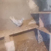 دودی هفرنگ|پرنده|الوند, |دیوار