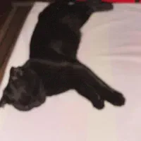 واگذاری گربه اسکاتیش ( رایگان نیست