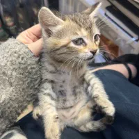 واگذاری گربه