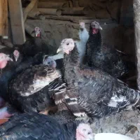 بوقلمون|حیوانات مزرعه|مشهد, ویلاشهر|دیوار