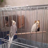 سرگرمی،پرنده|حراج|ورامین, شهرک فجر|دیوار