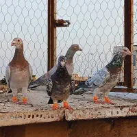 کفتر کبوتر بوم رنگی دم سفید کله ساده طوقی