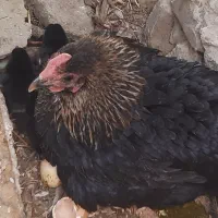 مرغ بومی