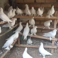 کبوتر یاهو|پرنده|بهار, |دیوار