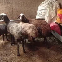 بره و میش شیشک برای قربانی