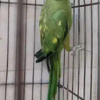 طوطی ملنگو نررنگ خاص