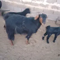 بز و کهره|حیوانات مزرعه|زرقان, |دیوار