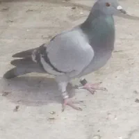 کبوتر پلاکی|حیوانات|اصفهان, دوطفلان|دیوار