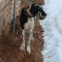 سگ ماده گریت دین