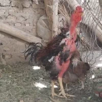 خروس