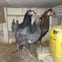 خروس ومرغ گلین|حیوانات مزرعه|سیرجان, |دیوار