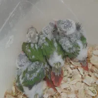 جوجه گرینچیک  آناناسی