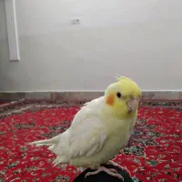 عروس هلندی نر دستی با قفس