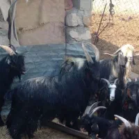 چپش نر|حیوانات مزرعه|اندیمشک, |دیوار