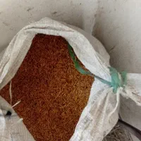 جوهاشمیفروش فوری