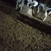 قوچ پلنگی|حیوانات مزرعه|خنداب, |دیوار