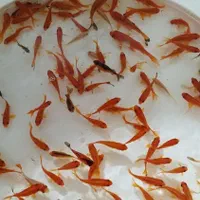 ماهی|ماهی|گرگان, |دیوار