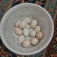 چندتا تخممرغ افغان