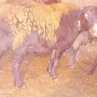 گوسفند جوان گوشی|حیوانات مزرعه|نمین, |دیوار