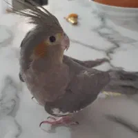 یک عدد عروس هلندی خوشگل