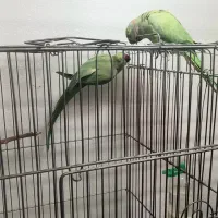 طوطی ملنگو عروس برزیلی گرینچیک شاه طوطی|پرنده|چهاردانگه (تهران), |دیوار