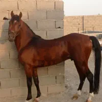 پانسیون اسب