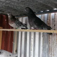 کفتر|پرنده|تهران, بلورسازی|دیوار