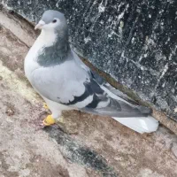 10عدد کبوتر نر پرشی