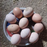 تخم مرغ محلی نطفه دار